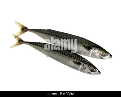 fresh mackerel Stock Photo