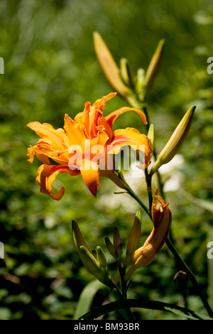 Kwanzo Day Lily (Hemerocallis fulva kwanzo) also known as an Orange Day Lily Stock Photo