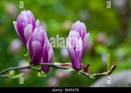 Saucer Magnolia | Magnolia x soulangiana Stock Photo