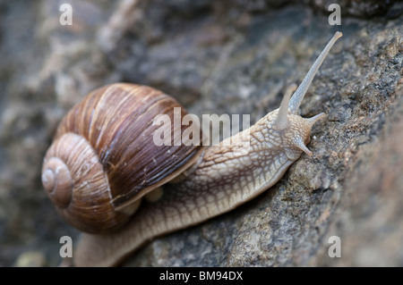 Edible Snail | Helix pomatia Stock Photo