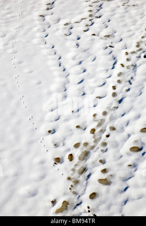 Aerial view of European mountain hare ( Lepus timidus ) tracks on snow , Finland Stock Photo