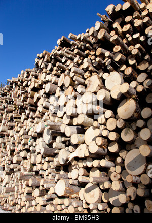 The sawed ends of a aspen ( populus tremula )  logs in a pile , Finland Stock Photo