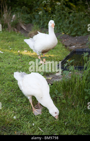 White Embden domestic geese, Hampshire, England. Stock Photo