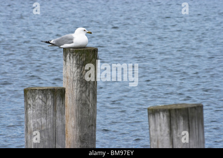 Sea Gull resting on a post Stock Photo