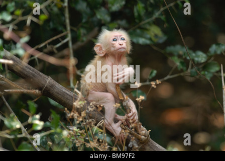 Baby Stump-tailed Macaque (macaca arctoides) in Pala-U National Park, Thailand Stock Photo