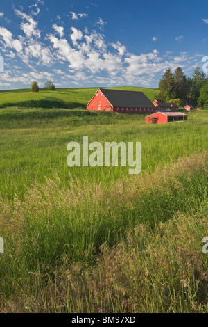 Whitman County, WA: Weathered red barn and farm buildings Stock Photo