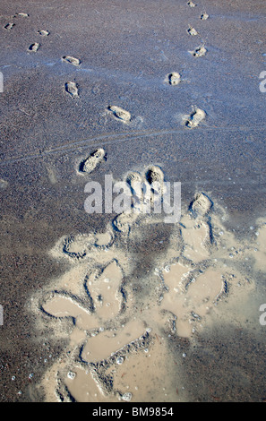 Human footprints on soft soil , Finland Stock Photo
