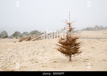 Dead Christmas tree Stock Photo  Alamy