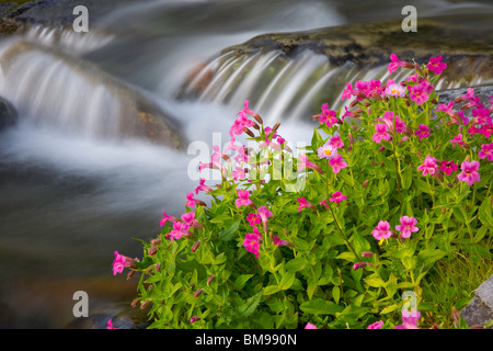 Mount Rainier National Park, WA Lewis' Monkeyflower (Mimulus lewisii) blooming along the Paradise River Stock Photo