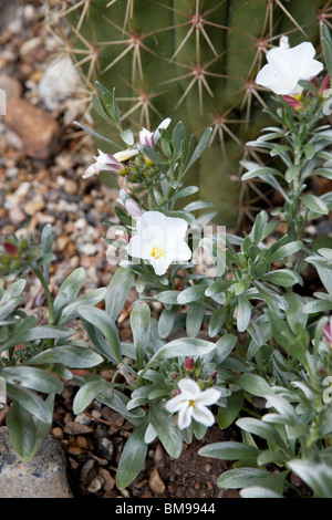 Convolvulus cneorum, also known as Silverbush, is a species of bindweed, native to Europe. In full flower Stock Photo