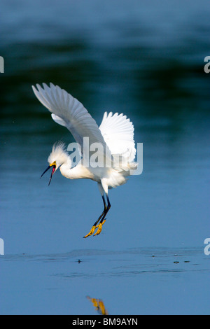 Snowy Egret chasing away competitor Stock Photo
