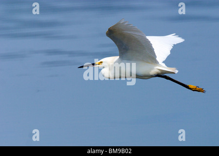 Snowy Egret in flight Stock Photo