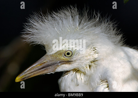 Snowy Egret chick portrait Stock Photo