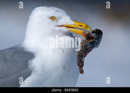 Adult Herring Gull in breeding plumage eating a fish Stock Photo