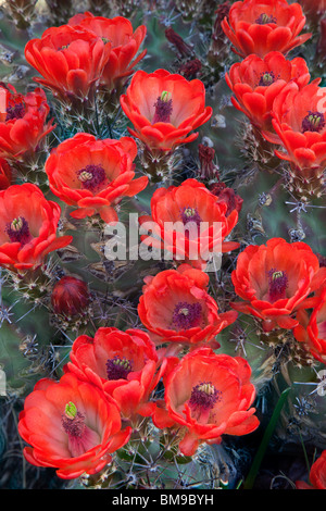 claret cup cactus, Echinocereus triglochidiatus, Guadalupe Mountains National Park, Texas Stock Photo