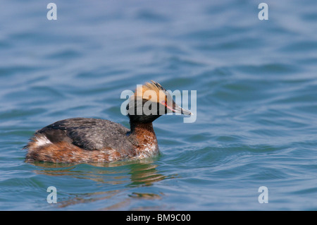 Adult male Horned Grebe in breeding plumage Stock Photo