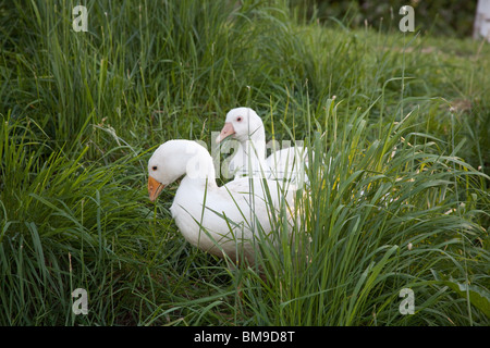 White Embden domestic geese, Hampshire, England. Stock Photo