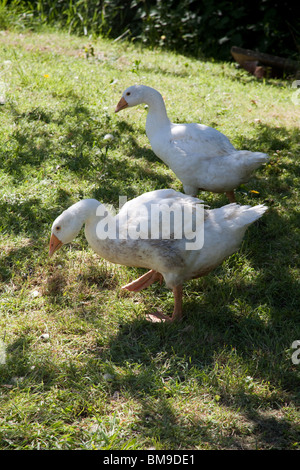 White Embden domestic geese, Hampshire, England. Stock Photo