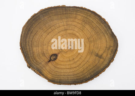Cross section of tree trunk, close up, white background Stock Photo
