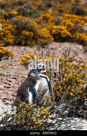 Magellanic Penguins (Spheniscus magellanicus), adult with chick, in natural habitat, coast of Camarones, Patagonia, Argentina Stock Photo