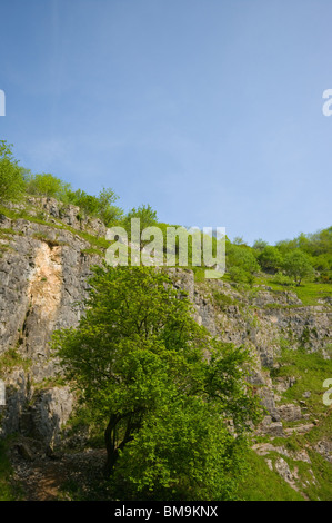 The Limestone Cliffs Of Cheddar Gorge Somerset England Stock Photo