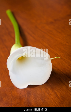 Single white lily on a wooden table Stock Photo