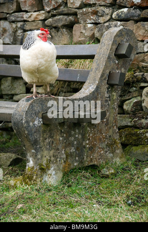 Chicken on a bench, near the village of Dent, Yorkshire Dales National Park, Cumbria, England, UK Stock Photo