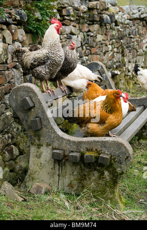 Chickens on a bench, near the village of Dent, Yorkshire Dales National Park, Cumbria, England, UK Stock Photo
