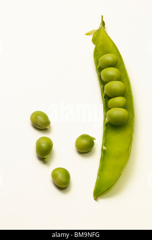 Garden Pea, Pea (Pisum sativum). Opened unripe pod and green peas, studio picture. Stock Photo
