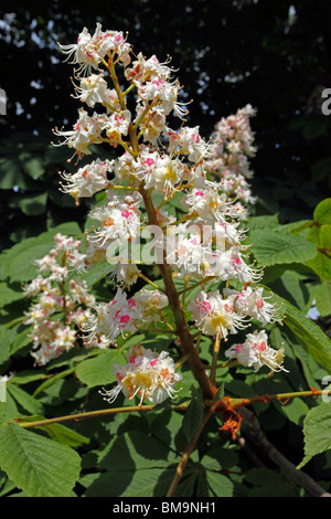 Horse chestnut blossom Aesculus hippocastanum Stock Photo