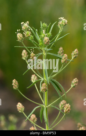 Africain Plantain (Plantago afra), flowering plant. Stock Photo