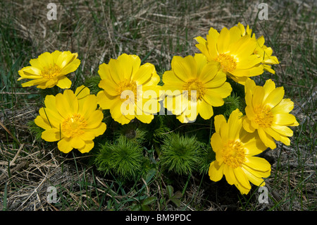 Spring Adonis, Yellow Pheasants Eye (Adonis vernalis), flowering plant. Stock Photo