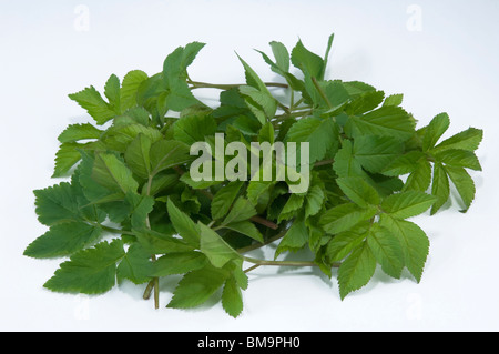 Ground-elder (Aegopodium podagraria). fresh, young leaves, studio picture. Stock Photo