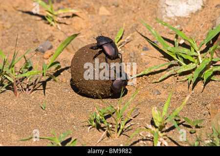 Dung beetle rolling his stuff Stock Photo