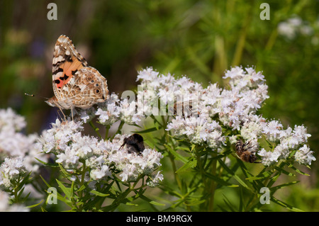 Whorled Mountain Mint (Pycnanthemum pilosum). Bees, Bumble Bee and a Thistle Butterfly collecting nectar from flowers. Stock Photo