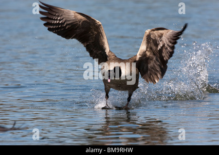 Canada Black Goose running atop the water Stock Photo