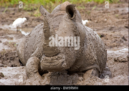 White Rhino bathing in mud Stock Photo