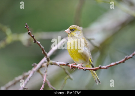 European greenfinch (Carduelis chloris) perched in a tree in winter Stock Photo