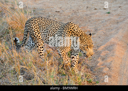 Leopard in Sabi Sand Private Game Reserve in Mpumalanga Province, South Africa Stock Photo