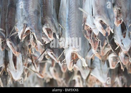 Dried cod stockfish in Loftofen, Norway for export to Italy Stock Photo
