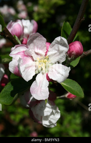 Apple Blossom Taken at Leasowe, Wirral, UK Stock Photo