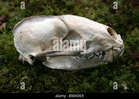 European Badger Skull Meles meles Taken in Cumbria UK Stock Photo