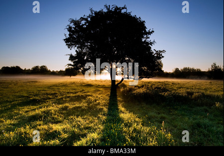 Cotswolds - Tree at dawn near Minster Lovell Hall Stock Photo