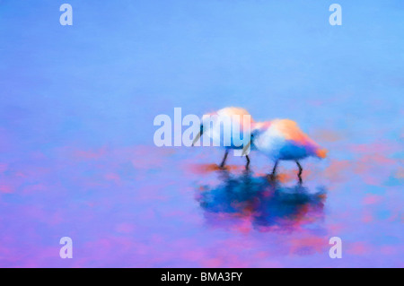 Florida, Merritt Island, digitally altered painterly image of two snowy egrets in pastels painted with blue and pink background. Stock Photo