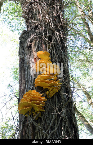 Shelf Fungus Laetiporus Sulphureus growing on a tree trunk Stock Photo