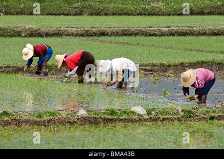 Four women planting rice Yunnan China Stock Photo