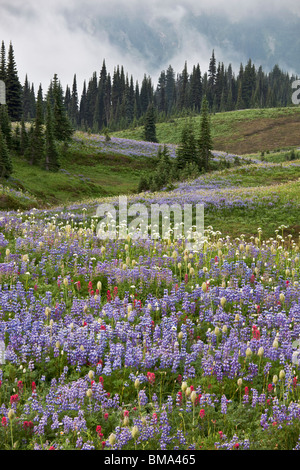 Mount Rainier Natl Park, WA Rolling meadows of alpine wildflowers with scattered pine and fir trees on Mazama ridge Stock Photo