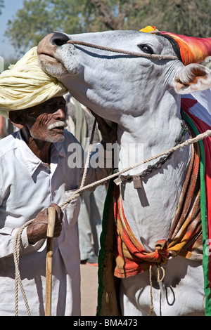 Man with his ox. Nagaur cattle fair. Rajasthan. India Stock Photo