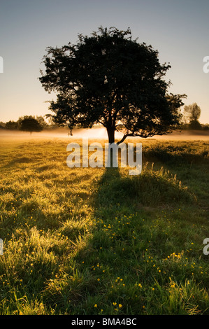 Cotswolds - Tree at dawn near Minster Lovell Hall Stock Photo