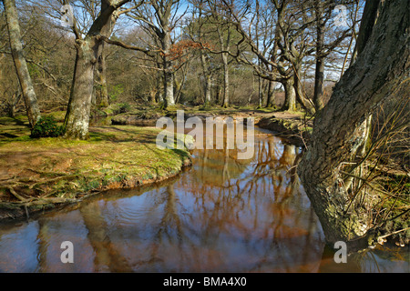 Ober Water, New Forest, Hampshire, lies in the middle of the New Forest at the edge of the Rhinefield Ornamental drive Stock Photo